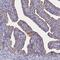 Coiled-Coil Domain Containing 189 antibody, HPA046289, Atlas Antibodies, Immunohistochemistry frozen image 