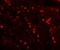 Testis And Ovary Specific PAZ Domain Containing 1 antibody, GTX32132, GeneTex, Immunohistochemistry paraffin image 
