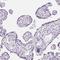 Chromosome 20 Open Reading Frame 85 antibody, HPA065540, Atlas Antibodies, Immunohistochemistry paraffin image 
