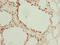 Galectin 12 antibody, LS-C378722, Lifespan Biosciences, Immunohistochemistry paraffin image 