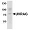 UV radiation resistance-associated gene protein antibody, TA349093, Origene, Western Blot image 