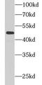Cyclin A2 antibody, FNab02121, FineTest, Western Blot image 
