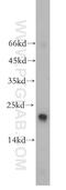 Peptidylprolyl Isomerase F antibody, 18466-1-AP, Proteintech Group, Western Blot image 