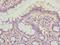 BLP antibody, orb351457, Biorbyt, Immunohistochemistry paraffin image 
