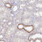 Fukutin Related Protein antibody, HPA060454, Atlas Antibodies, Immunohistochemistry frozen image 