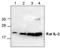 Interleukin 2 antibody, TA319037, Origene, Western Blot image 