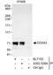 DEAD-Box Helicase 43 antibody, A302-328A, Bethyl Labs, Immunoprecipitation image 
