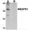 NK3 Homeobox 2 antibody, MBS151381, MyBioSource, Western Blot image 