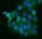 PTPRF Interacting Protein Alpha 1 antibody, A05735-1, Boster Biological Technology, Immunofluorescence image 