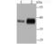 MITA antibody, NBP2-75676, Novus Biologicals, Western Blot image 