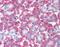 Cell death regulator Aven antibody, orb87287, Biorbyt, Immunohistochemistry paraffin image 