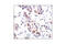 RB Transcriptional Corepressor 1 antibody, 9309P, Cell Signaling Technology, Immunohistochemistry paraffin image 