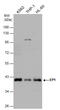 Prostaglandin E Receptor 1 antibody, GTX132236, GeneTex, Western Blot image 