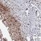 Proline Rich Nuclear Receptor Coactivator 2 antibody, HPA045837, Atlas Antibodies, Immunohistochemistry frozen image 