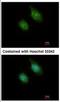 Calcium/Calmodulin Dependent Protein Kinase ID antibody, NBP1-31478, Novus Biologicals, Immunofluorescence image 