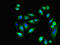 Epithelial membrane protein 1 antibody, LS-C396310, Lifespan Biosciences, Immunofluorescence image 