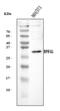 Protein Plunc antibody, A03162-2, Boster Biological Technology, Western Blot image 