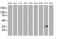 Retinol Dehydrogenase 14 antibody, MA5-25430, Invitrogen Antibodies, Western Blot image 