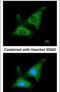 Poly(A) RNA polymerase, mitochondrial antibody, PA5-31261, Invitrogen Antibodies, Immunofluorescence image 