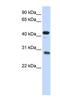 Cell Division Cycle Associated 5 antibody, NBP1-55144, Novus Biologicals, Western Blot image 