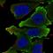 Ephrin B1 antibody, HPA067188, Atlas Antibodies, Immunocytochemistry image 