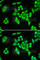 Adenylosuccinate Lyase antibody, A6278, ABclonal Technology, Immunofluorescence image 