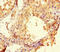 Butyrophilin Like 2 antibody, CSB-PA883443LA01HU, Cusabio, Immunohistochemistry frozen image 