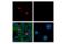Jun Proto-Oncogene, AP-1 Transcription Factor Subunit antibody, 40502S, Cell Signaling Technology, Immunocytochemistry image 