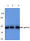 ETS Transcription Factor ELK1 antibody, PA5-36642, Invitrogen Antibodies, Western Blot image 