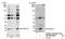 DNA Polymerase Epsilon 3, Accessory Subunit antibody, NB100-60438, Novus Biologicals, Western Blot image 