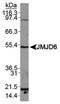 Jumonji Domain Containing 6, Arginine Demethylase And Lysine Hydroxylase antibody, NBP1-71693, Novus Biologicals, Western Blot image 