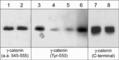 Junction Plakoglobin antibody, CM1111, ECM Biosciences, Western Blot image 
