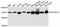 Solute Carrier Family 25 Member 12 antibody, A04746-2, Boster Biological Technology, Western Blot image 