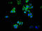 DnaJ Heat Shock Protein Family (Hsp40) Member B11 antibody, orb400764, Biorbyt, Immunofluorescence image 