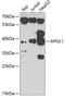 APOL1 antibody, 23-297, ProSci, Western Blot image 