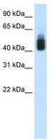 SRY-Box 3 antibody, TA343548, Origene, Western Blot image 