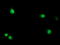 Serine Dehydratase antibody, M02273, Boster Biological Technology, Immunofluorescence image 