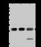 Synaptosomal-associated protein 23 antibody, 203408-T36, Sino Biological, Western Blot image 