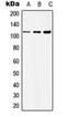 Zinc finger protein basonuclin-1 antibody, orb215442, Biorbyt, Western Blot image 