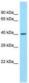 Cyclin-dependent kinase 5 activator 2 antibody, TA331312, Origene, Western Blot image 