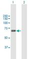 Methionyl-tRNA synthetase, mitochondrial antibody, H00092935-B01P, Novus Biologicals, Western Blot image 