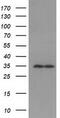 Receptor For Activated C Kinase 1 antibody, M02145, Boster Biological Technology, Western Blot image 