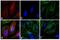 Mouse IgG (H+L) antibody, A-21063, Invitrogen Antibodies, Immunofluorescence image 