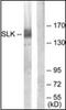 STE20 Like Kinase antibody, orb96565, Biorbyt, Western Blot image 