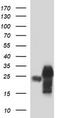 POMC antibody, CF506610, Origene, Western Blot image 