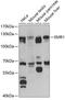 F4/80 antibody, 14-508, ProSci, Western Blot image 
