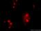 Spindlin-1 antibody, 19531-1-AP, Proteintech Group, Immunofluorescence image 