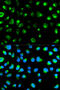 Glycophorin C (Gerbich Blood Group) antibody, 14-362, ProSci, Immunofluorescence image 