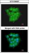 Ubiquitin-conjugating enzyme E2 D1 antibody, GTX109257, GeneTex, Immunocytochemistry image 