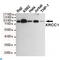 X-Ray Repair Cross Complementing 1 antibody, LS-C813157, Lifespan Biosciences, Western Blot image 